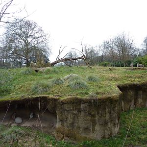 Patas Monkey Exhibit