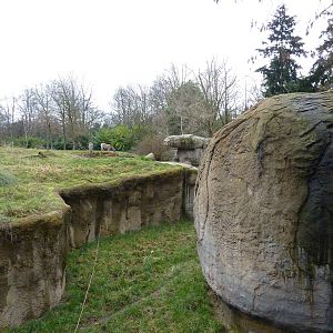 Patas Monkey Exhibit