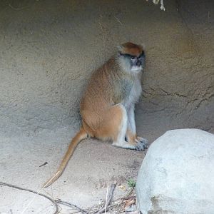 Patas Monkey