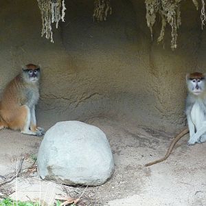Patas Monkeys