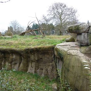 Patas Monkey Exhibit