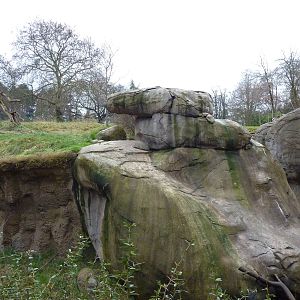 Patas Monkey Exhibit