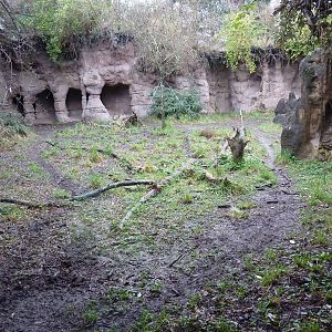 African Wild Dog Exhibit