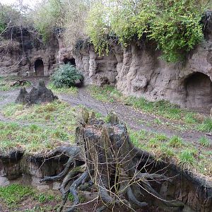 African Wild Dog Exhibit