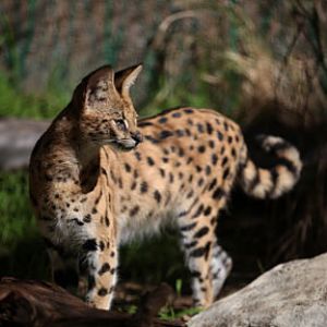 LA Zoo - Feb 7, 2010