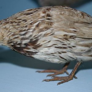 New Zealand quail (Coturnix novaezelandiae)