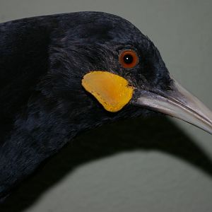 male huia (Heteralocha acutirostris)