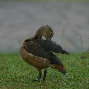 lesser whistling duck (Dendrocygna javanica)