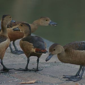 lesser whistling ducks (Dendrocygna javanica)