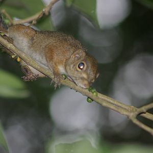 slender squirrel (Sundasciurus tenuis)