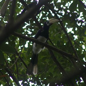 Oriental pied hornbills (Anthracoceros albirostris)