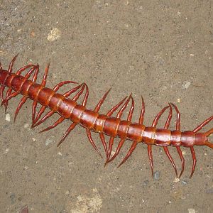 foot-long giant centipede