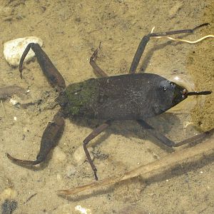 water scorpion