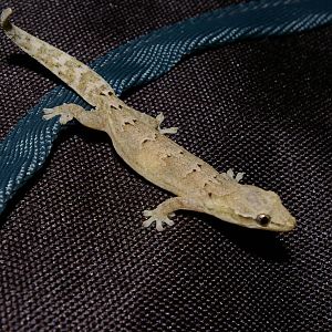 mourning gecko (Lepidodactylus lugubris)