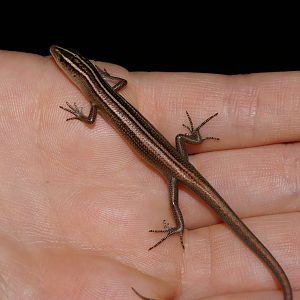 brown-tailed copper-striped skink (Emoia cyanura)
