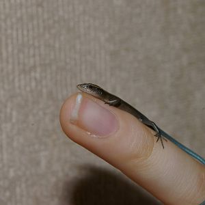 brown-tailed copper-striped skink (Emoia cyanura)