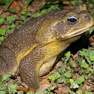 cane toad (Bufo marinus)
