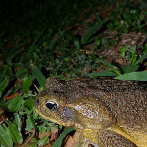 cane toad (Bufo marinus)
