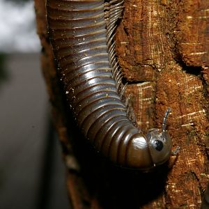 giant millipedes