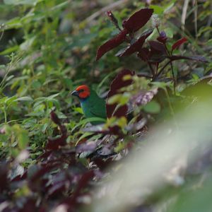 Fiji parrotfinch (Erythrura pealii)