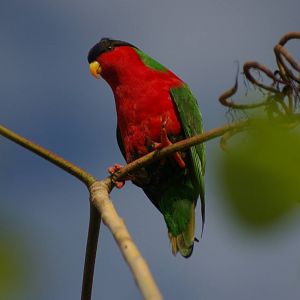 collared lory (Vini solitarius)