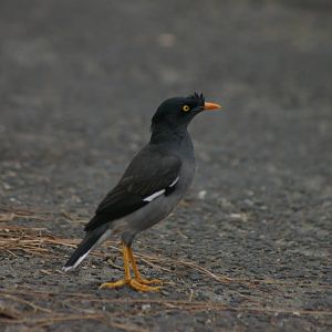 jungle mynah (Acridotheres fuscus)