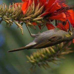 wattled honeyeater (Foulehaio taviunesis)