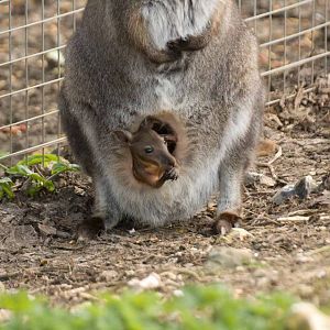 Bennetts Wallaby