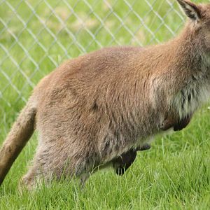 Bennetts Wallaby