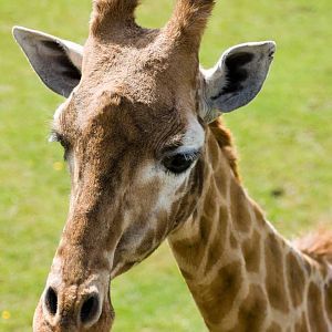 Giraffe, Marwell Wildlife