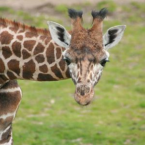 Giraffe, Marwell Wildlife