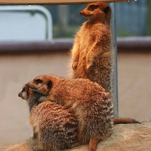 Meerkat, Marwell Wildlife