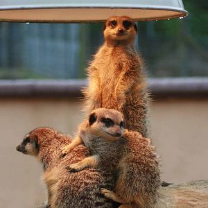 Meerkat, Marwell Wildlife