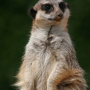 Meerkat, Marwell Wildlife