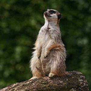 Meerkat, Marwell Wildlife
