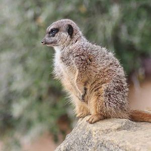 Meerkat, Marwell Wildlife