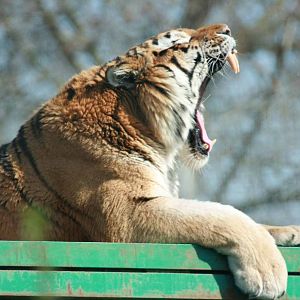 Amur Tiger, Marwell Wildlife