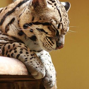 Ocelot, Marwell Wildlife