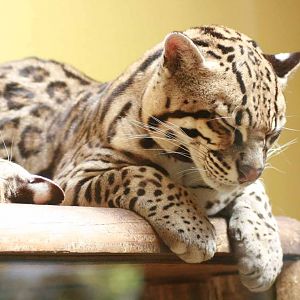 Ocelot, Marwell Wildlife