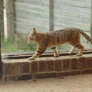 Sand Cat, Marwell Wildlife