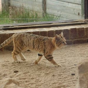 Sand Cat, Marwell Wildlife
