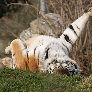 Amur Tiger, Marwell Wildlife
