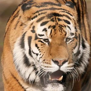 Amur Tiger, Marwell Wildlife