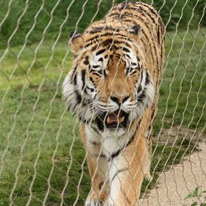 Amur Tiger, Marwell Wildlife