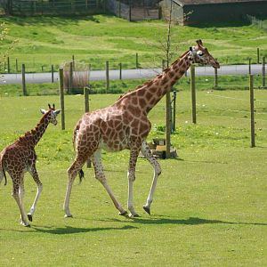 Giraffe, Marwell Wildlife