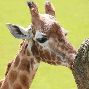 Giraffe, Marwell Wildlife