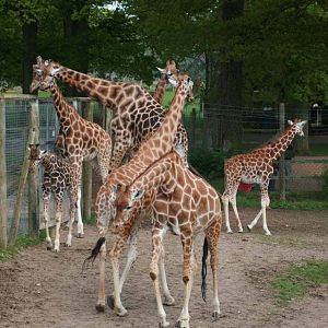 Giraffe, Marwell Wildlife