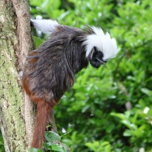 Cotton-top tamarin -Bioparc de Doué la Fontaine (2025)
