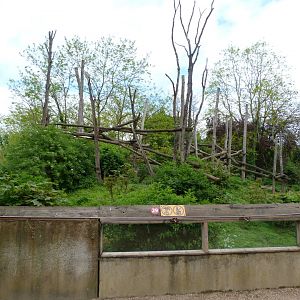 Spectacled bear and Bolivian squirrel monkey exhibit -Bioparc de Doué la Fontaine (2025)