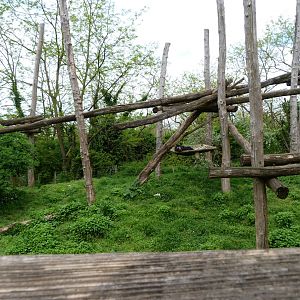 Spectacled bear and Bolivian squirrel monkey exhibit -Bioparc de Doué la Fontaine (2025)